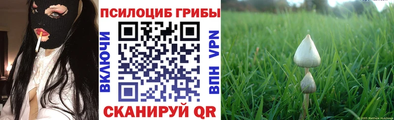 Псилоцибиновые грибы Psilocybe Кирс